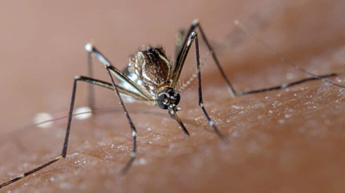 Aedes Aegypti