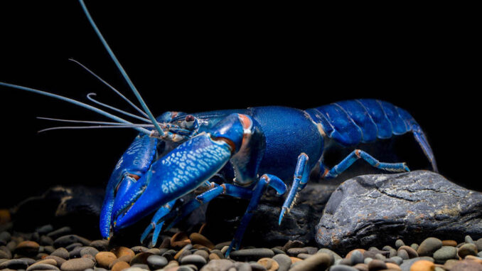 Langosta azul