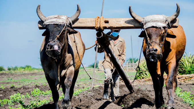 Agricultura-Cuba