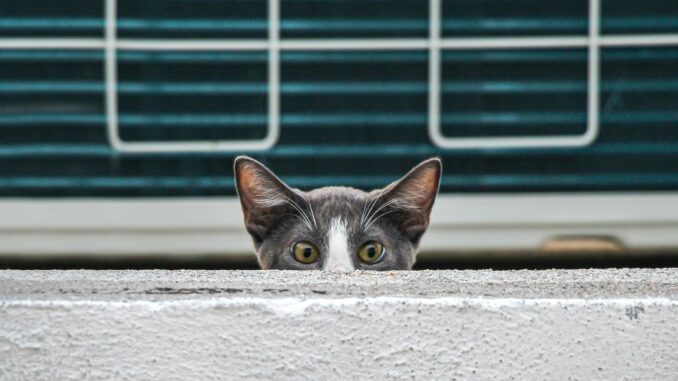 Gatos