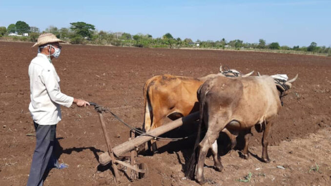 agricultura