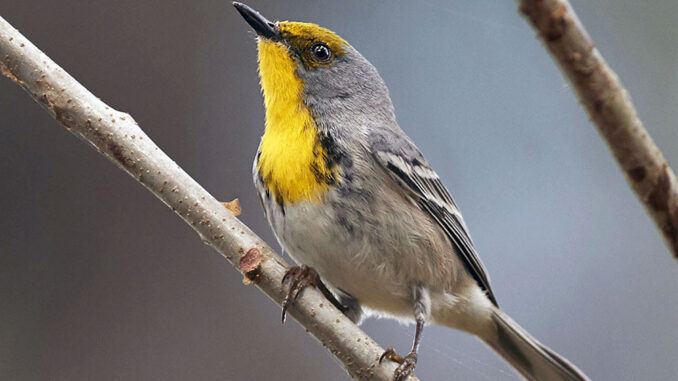 Aves