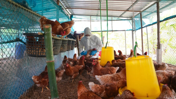 Veterinarians,Vaccinate,Against,Diseases,In,Poultry,Such,As,Farm,Chickens,