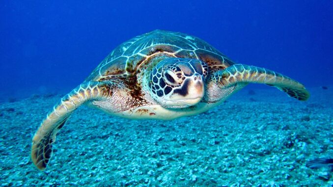 Biodiversidad