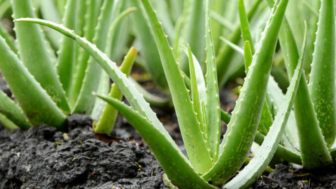 Aloe Vera-Sábila
