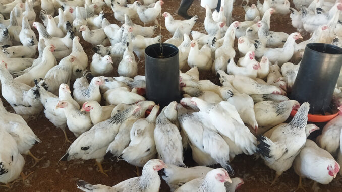 Aves-Gallinas
