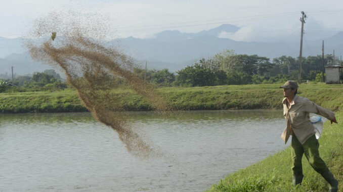 Crianza de peses