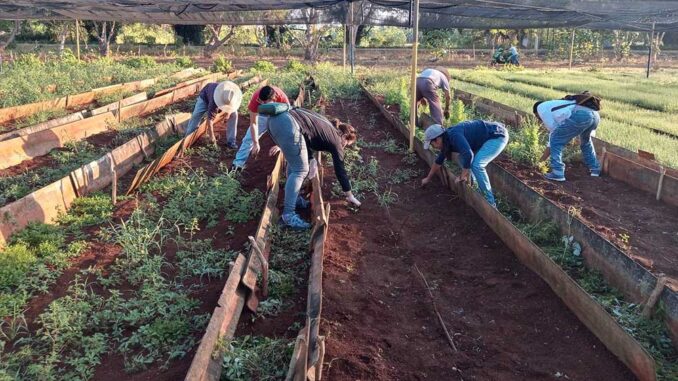 Trabajo Voluntario-Producción de Alimentos