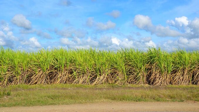 Campos de caña de azúcar