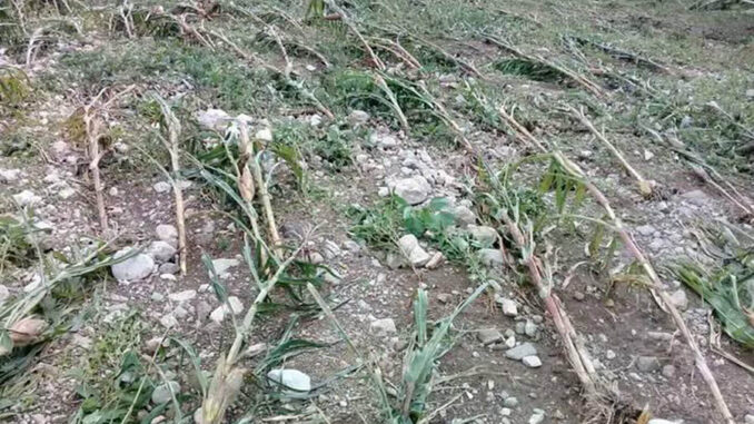 Agricultura