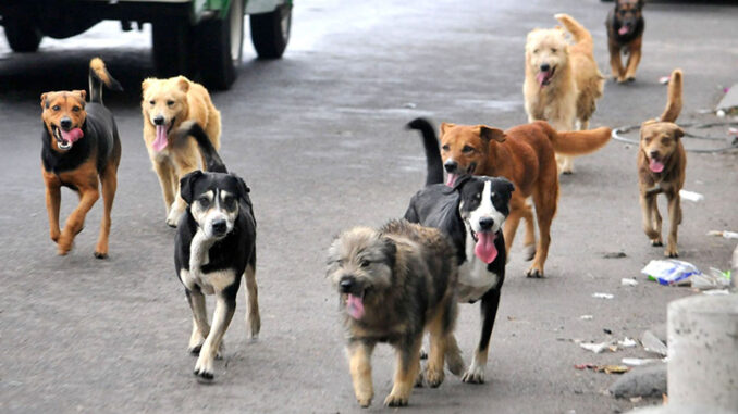 Animales