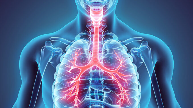 3D illustration of Larynx Trachea Bronchi.