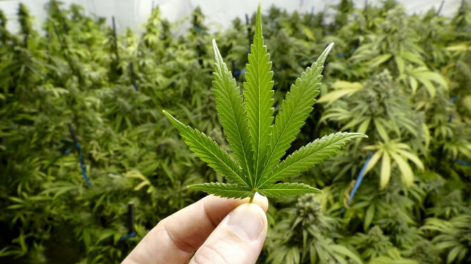 origine della cannabis