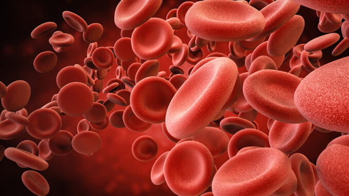 red blood cells in vein