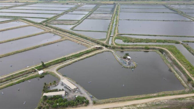 hectareas-camaroneras-en-riesgo-por-El-Nino-en-Ecuador