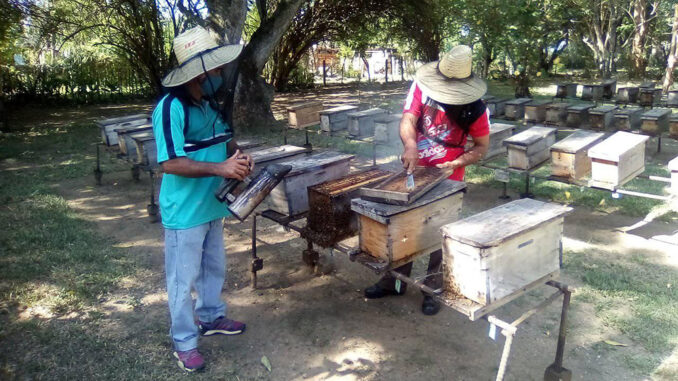 Apicultura