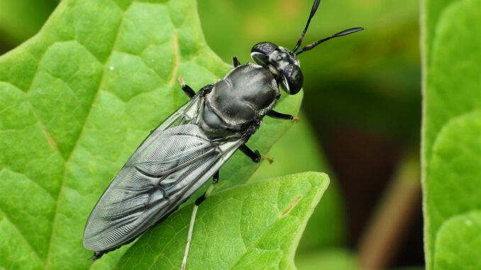 Mosca negra-investigación