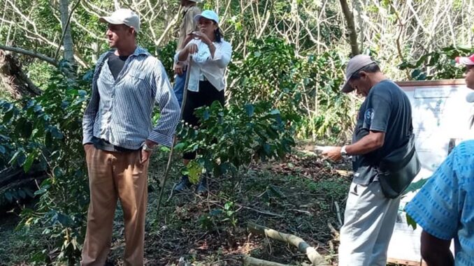 Productores cafetaleros