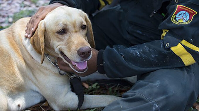 Técnica Canina