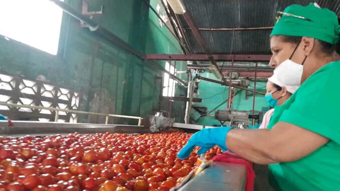 Tomate-Fábrica