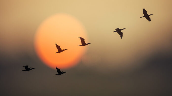 Aves migratorias