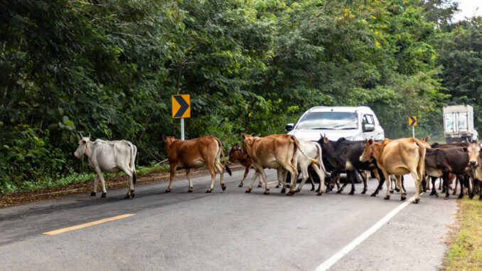 Animales en la Vía