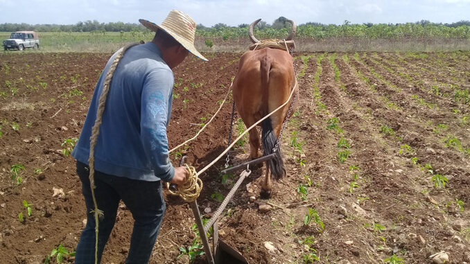 Agricultura --