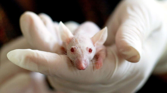 ratones-1