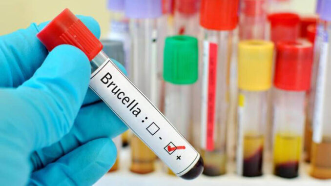brucella-enfermedad