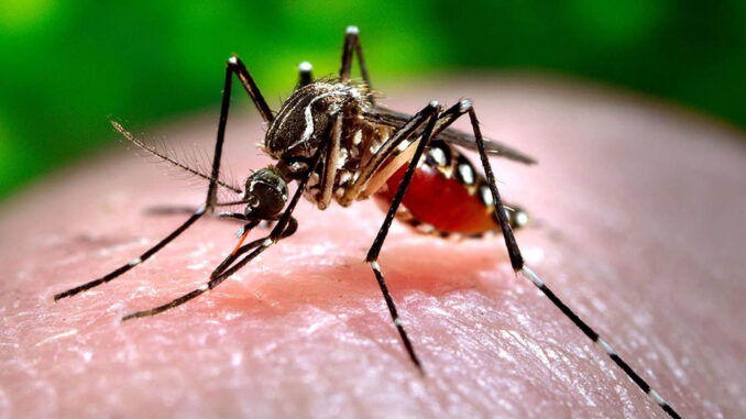 Aedes Aegypti