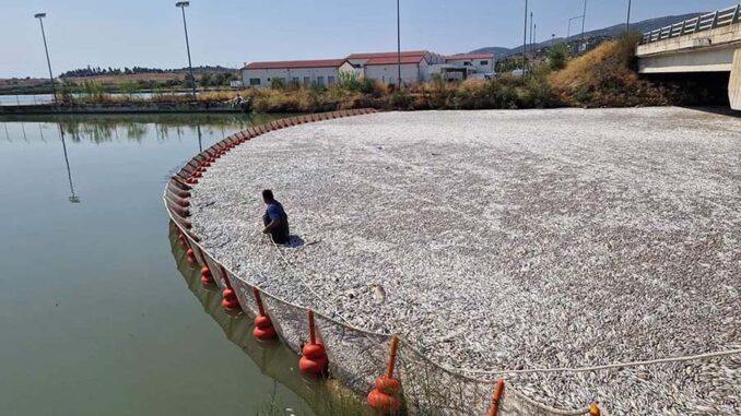 Peces