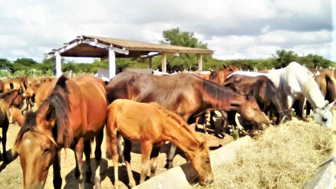 Caballos- equinos