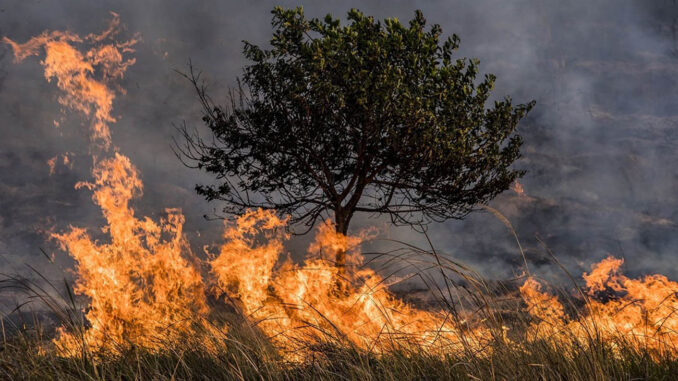 incendios forestales 1