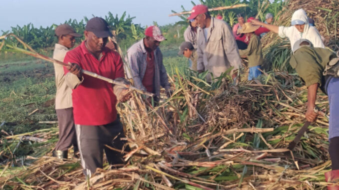 Trabajadores azucareros