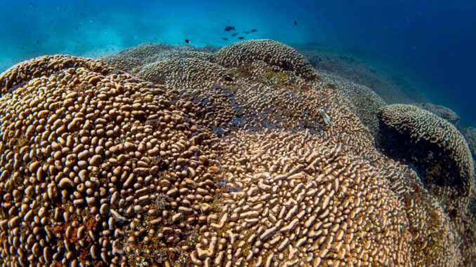 Coral más grande 1