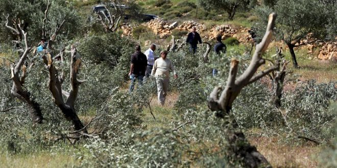 Israel- Palestina