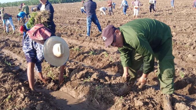 Agricultura