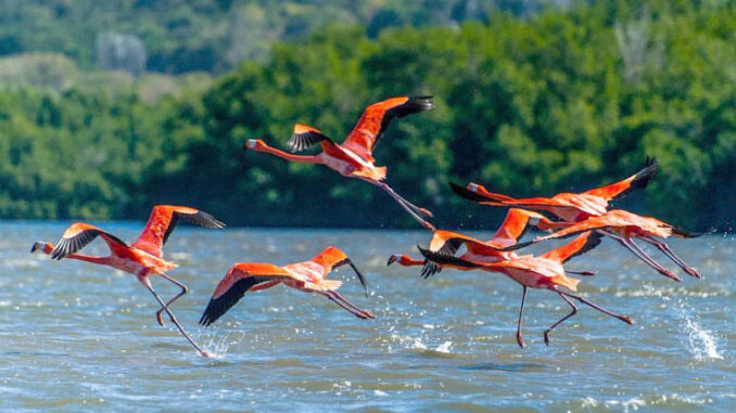 Aves migratorias