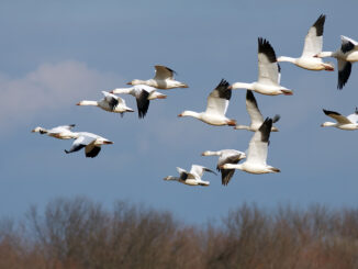 Aves migratorias