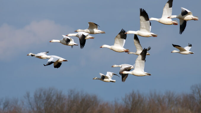 Aves nigratorias Aves migratorias