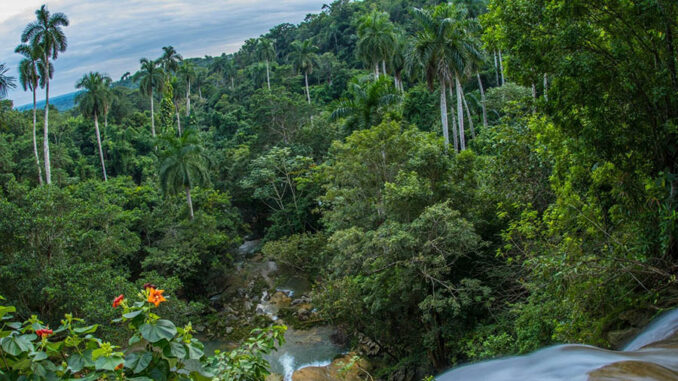Bosques cubanos