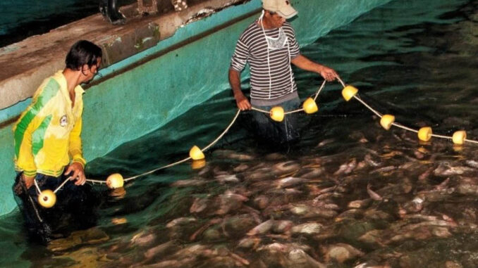 FAOCuba