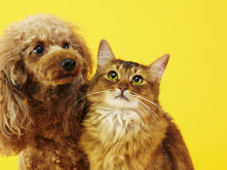 Mascotas