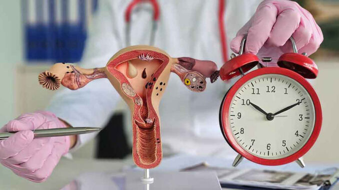 Female biological clock and uterus. Menstrual cycle and its regu