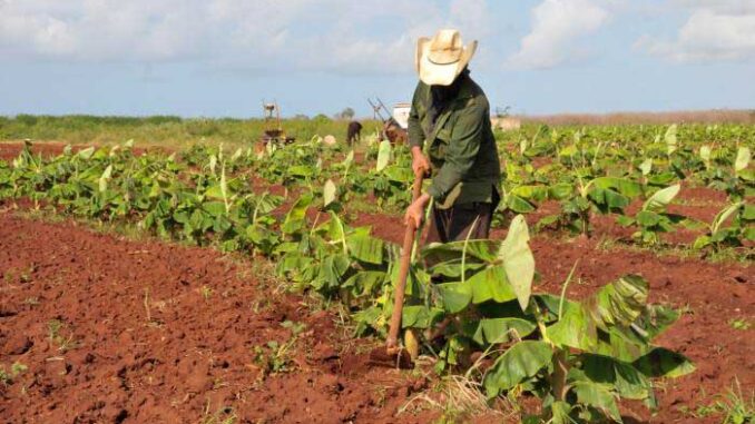 Fuerza de trabajo agrícola