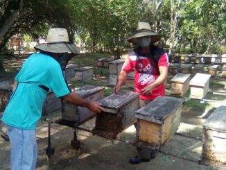 Apicultura Granma