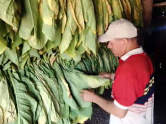 Tabaco Granma
