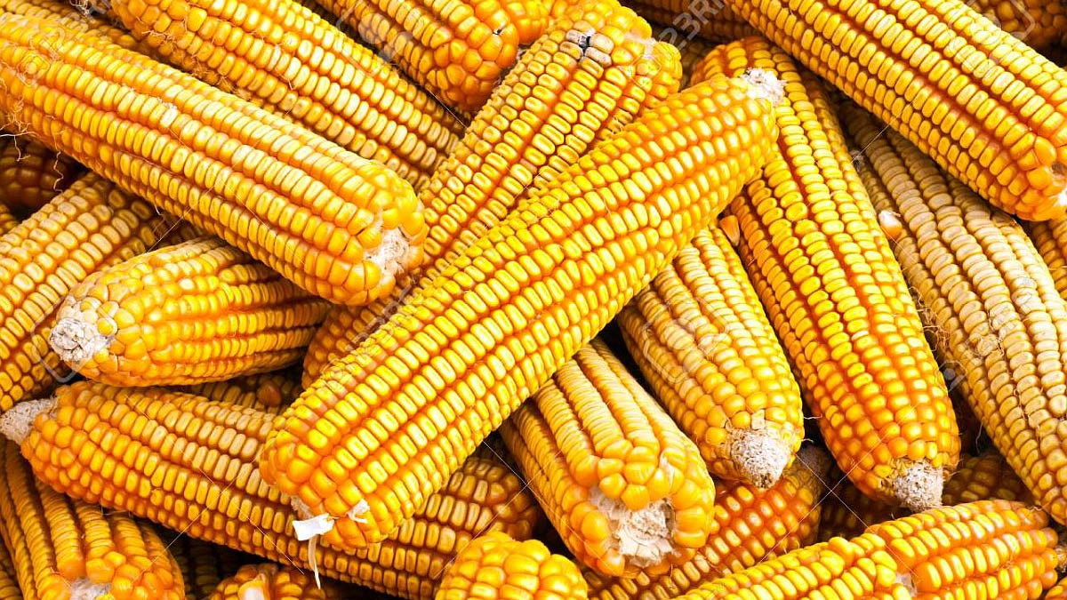 Impulsa Minag maíz y soya para sustituir importaciones | CMKX Radio Bayamo