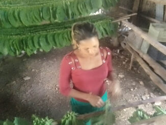 Tabacaleros de Granma