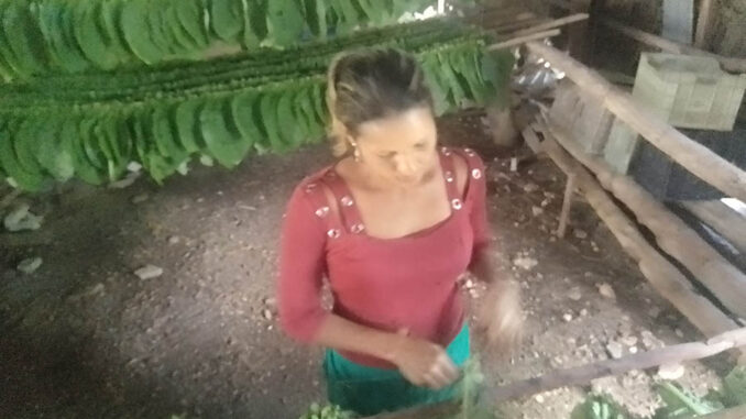 Tabacaleros de Granma